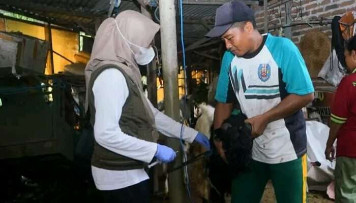 DKPP Kota Madiun Mulai Cek Kesehatan Hewan Kurban Menjelang Idul Adha untuk Kesehatan Masyarakat.