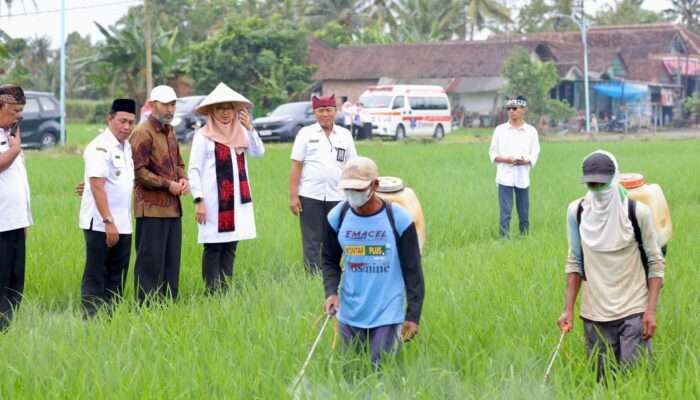 Sejalan dengan Swasembada Pangan Presiden Prabowo, Produksi Beras Banyuwangi Surplus 159 Ribu Ton