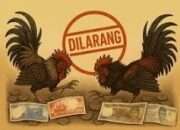 Meresahkan Warga di Wilayah   Desa Sambigede  Kecamatan  Sumber  Pucung Malang Masalah Judi Sabung Ayam