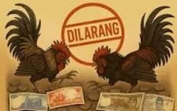 Meresahkan Warga di Wilayah Desa Sambigede Kecamatan Sumber Pucung Malang Masalah Judi Sabung Ayam