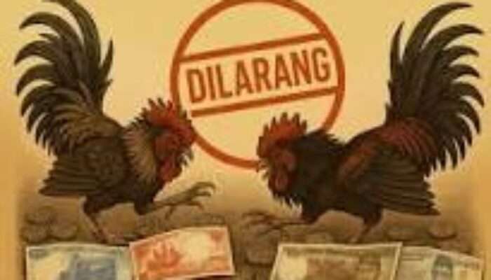 Meresahkan Warga di Wilayah   Desa Sambigede  Kecamatan  Sumber  Pucung Malang Masalah Judi Sabung Ayam