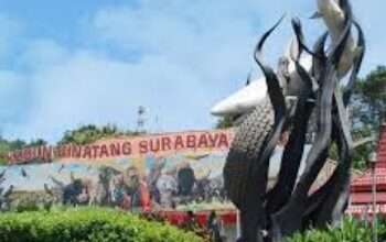 Pengunjung KBS Tembus 2,1 Juta, PDTS Siapkan Restocking Komodo ke Habitat Asli