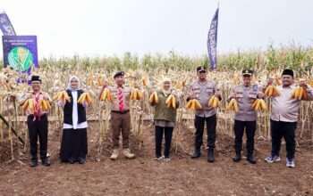 Bersama Bupati Ipuk, Gubernur dan Kapolda Jatim Panen Raya Jagung di Banyuwangi